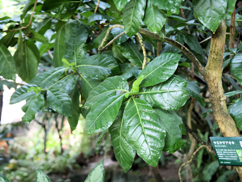 Morinda citrifolia