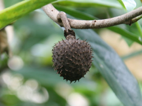 Annona montana