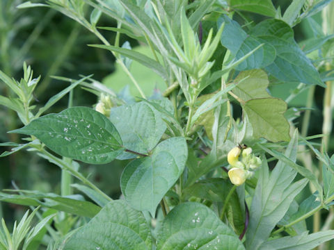 Vigna angularis var. nipponensis