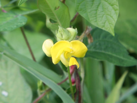 Vigna angularis var. nipponensis