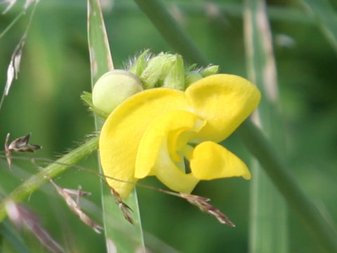 Vigna angularis var. nipponensis