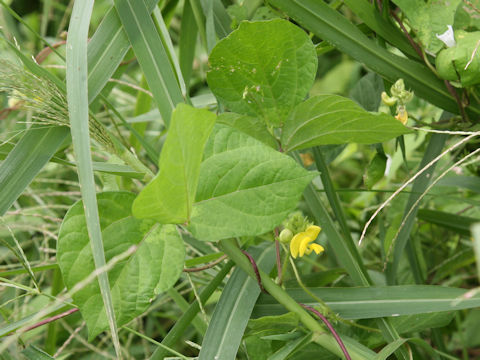 Vigna angularis var. nipponensis