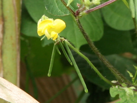 Vigna angularis var. nipponensis