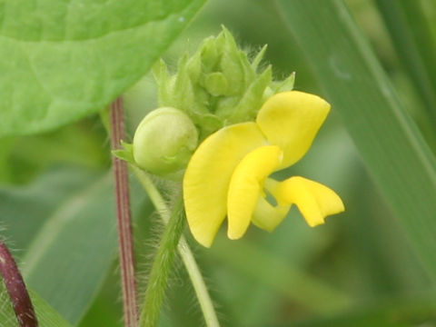 Vigna angularis var. nipponensis