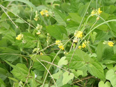 Vigna angularis var. nipponensis