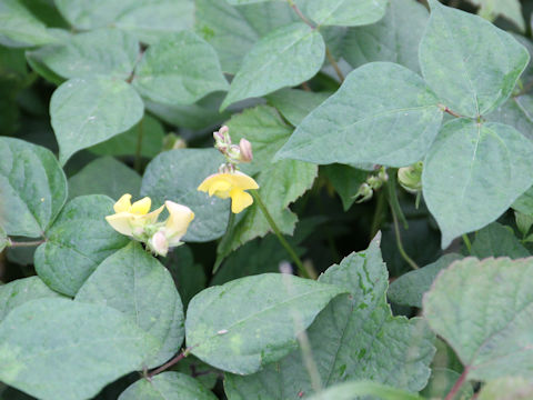 Vigna angularis var. nipponensis