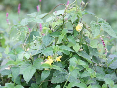 Vigna angularis var. nipponensis