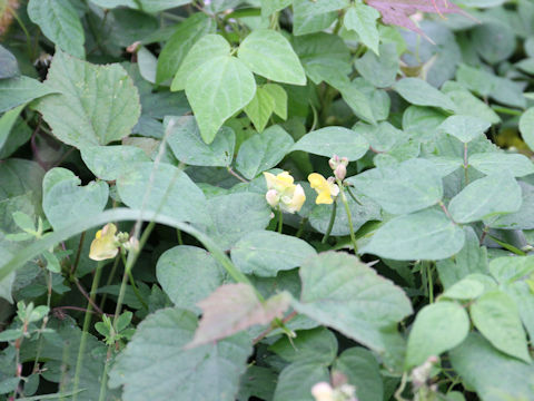 Vigna angularis var. nipponensis