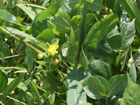 Vigna angularis var. nipponensis