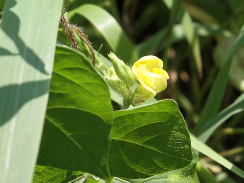 Vigna angularis var. nipponensis