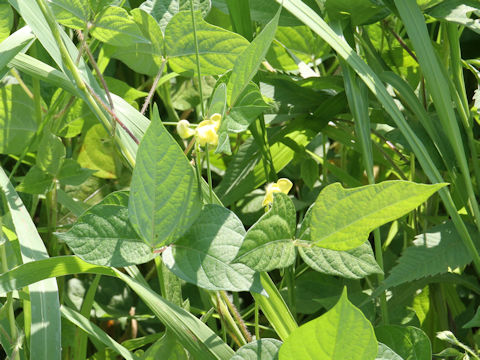 Vigna angularis var. nipponensis