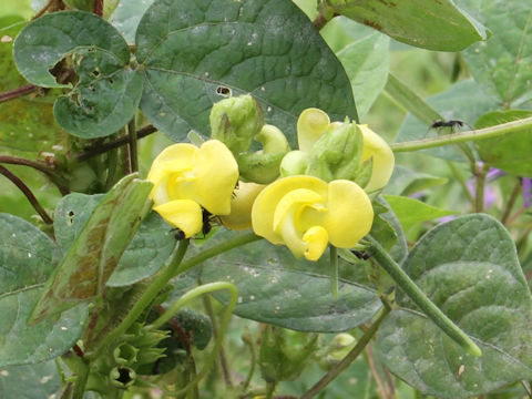 Vigna angularis var. nipponensis