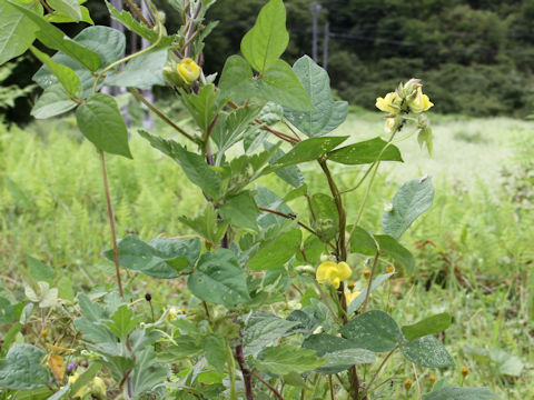 Vigna angularis var. nipponensis