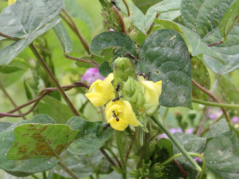 Vigna angularis var. nipponensis