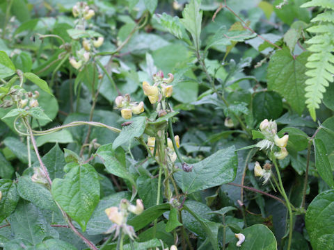 Vigna angularis var. nipponensis