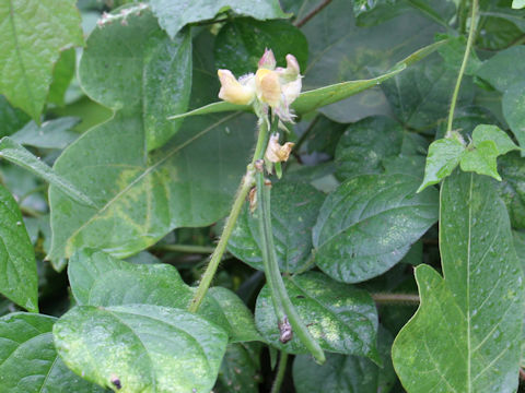 Vigna angularis var. nipponensis