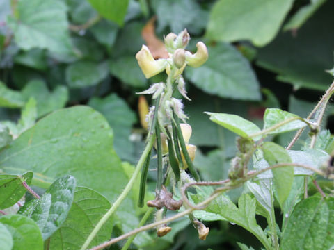 Vigna angularis var. nipponensis