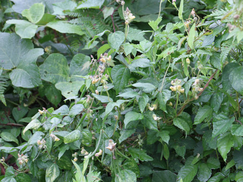 Vigna angularis var. nipponensis