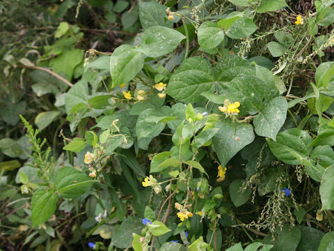 Vigna angularis var. nipponensis