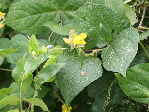 Vigna angularis var. nipponensis