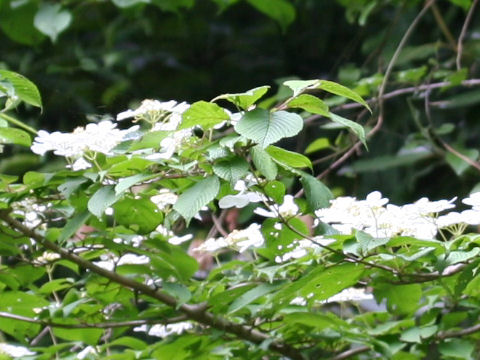 Viburnum plicatum var. tomentosum