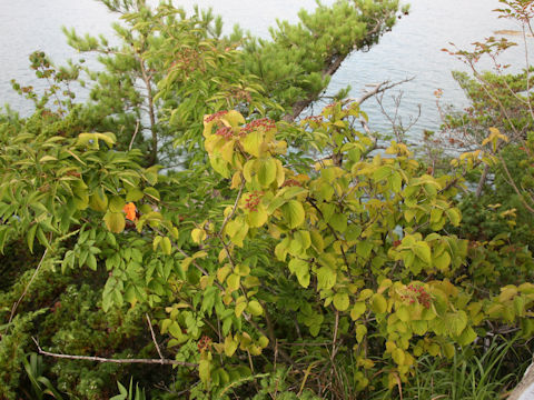 Viburnum plicatum var. tomentosum