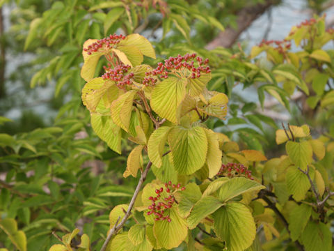 Viburnum plicatum var. tomentosum