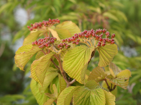 Viburnum plicatum var. tomentosum