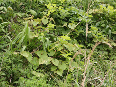 Vitis coignetiae