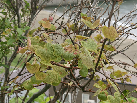 Vitis coignetiae