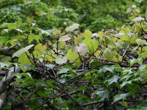 Vitis coignetiae