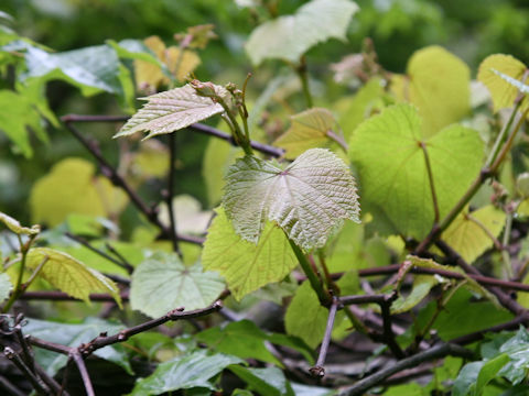 Vitis coignetiae