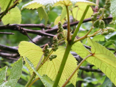 Vitis coignetiae