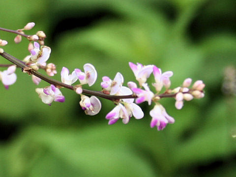 Desmodium podocarpum ssp. oxyphyllum var. mandshuricum