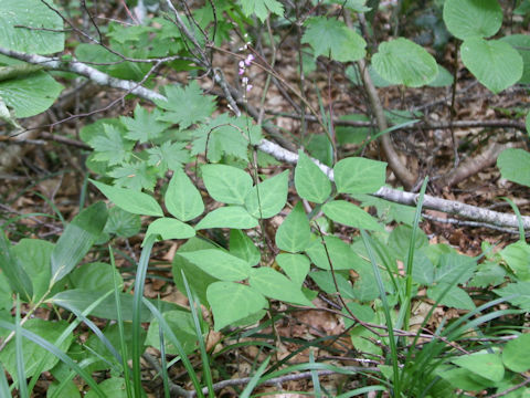 Hylodesmum podocarpum ssp. oxyphyllum var. mandshuricum