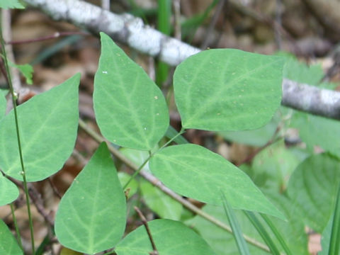 Hylodesmum podocarpum ssp. oxyphyllum var. mandshuricum