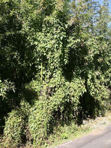 Cayratia japonica