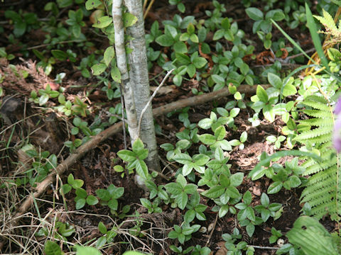 Ardisia japonica