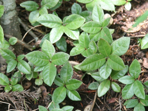 Ardisia japonica