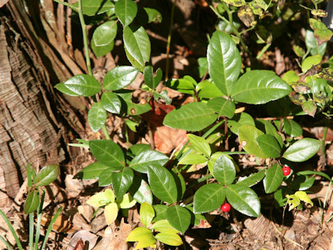 Ardisia japonica