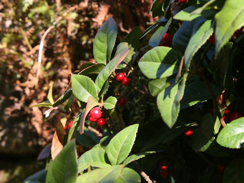 Ardisia japonica