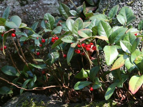 Ardisia japonica