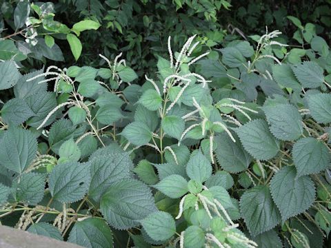 Boehmeria longispica