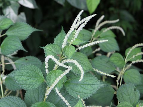 Boehmeria longispica