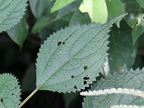 Boehmeria longispica
