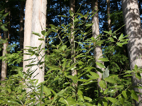 Cinnamomum japonicum