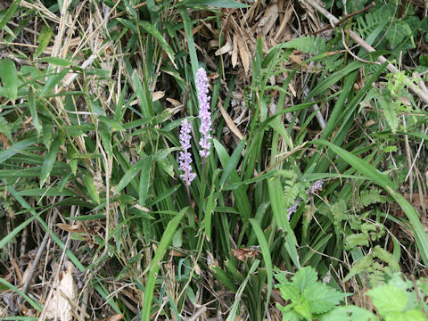 Liriope platyphylla