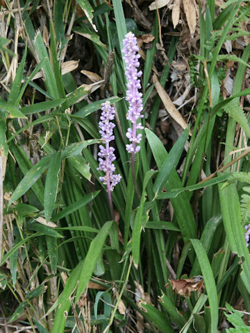 Liriope platyphylla