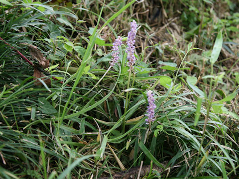 Liriope platyphylla