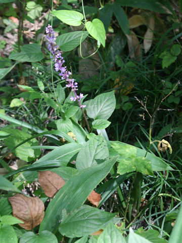 Liriope platyphylla